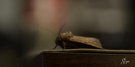 Macro