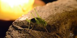 Macro