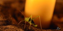 Macro
