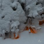 Nikon 2012.02.17 075