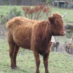 Viocs_2011_Aurillac_014_.resized