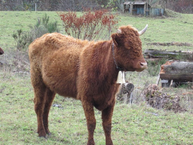 Viocs_2011_Aurillac_014_.resized