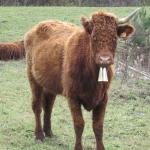 Viocs_2011_Aurillac_015_.resized