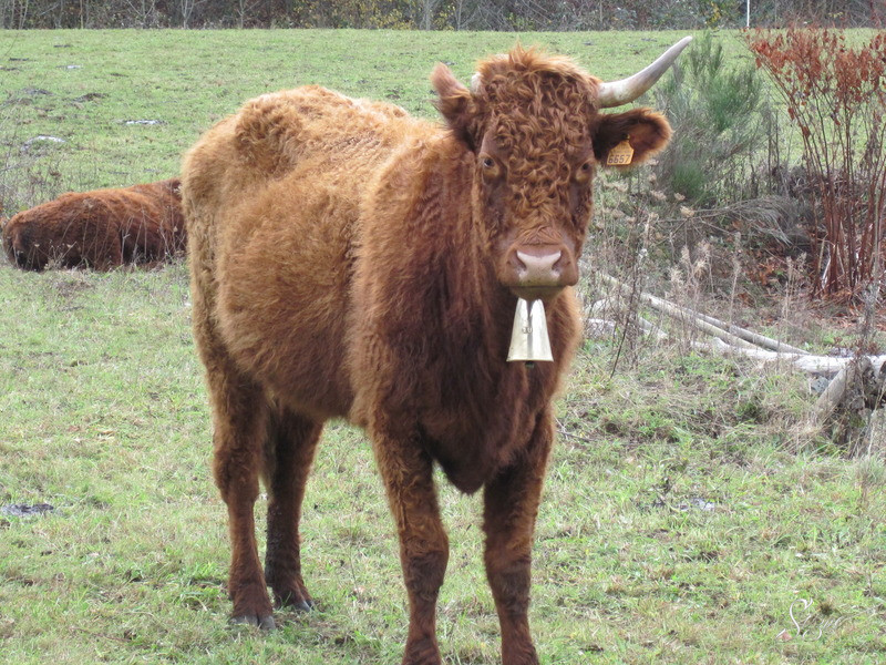 Viocs_2011_Aurillac_015_.resized