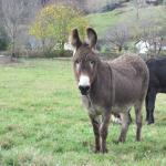 Viocs_2011_Aurillac_016_.resized