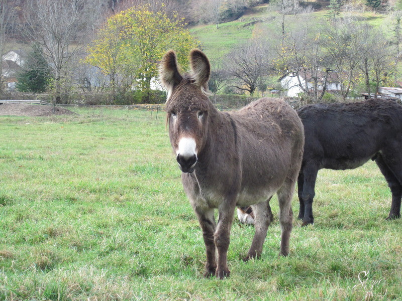 Viocs_2011_Aurillac_016_.resized