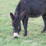 Viocs_2011_Aurillac_017_.resized