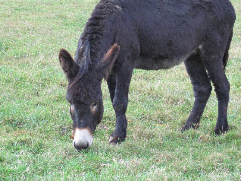 Viocs_2011_Aurillac_017_.resized