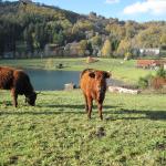 Viocs_2011_Aurillac_01_.resized