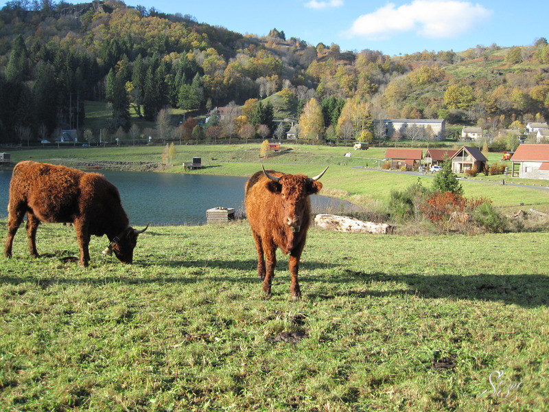 Viocs_2011_Aurillac_01_.resized