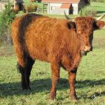 Viocs_2011_Aurillac_03_.resized