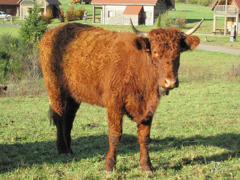 Viocs_2011_Aurillac_03_.resized