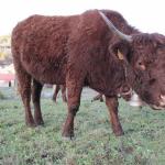 Viocs_2011_Aurillac_04_.resized