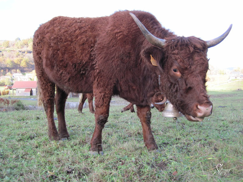 Viocs_2011_Aurillac_04_.resized