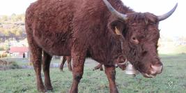 Weekend_Viocs-13_11_2011-Aurillac